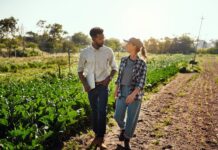 A man carrying a laptop talks to a smiling female farmer as they walk along a row of crops on a sunny day.